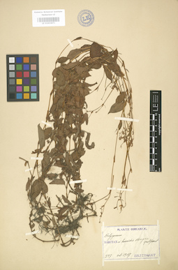 LE 01003871