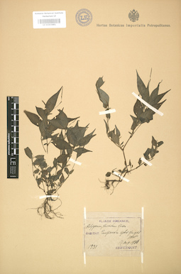 LE 01003881