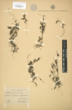 LE 01003884