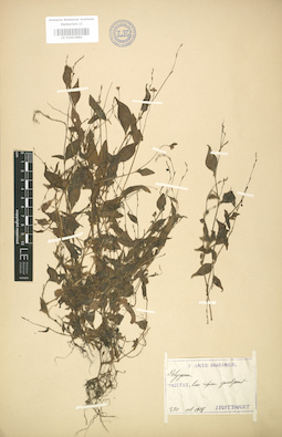 LE 01003886
