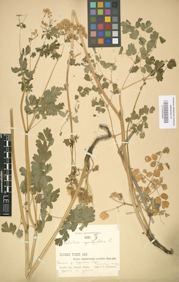 LE 01003906