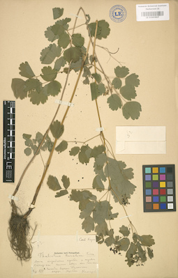 LE 01003907