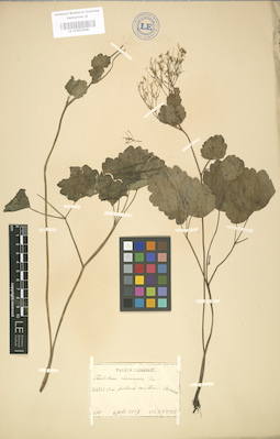 LE 01003908