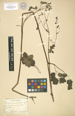 LE 01003910
