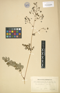 LE 01003913