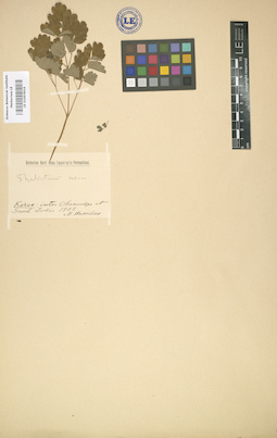 LE 01003914