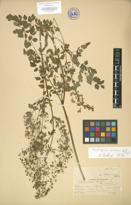 LE 01003915