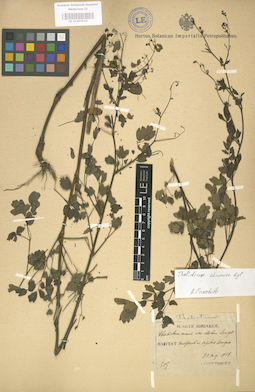 LE 01003916