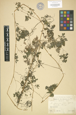 LE 01003931