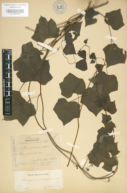 LE 01003943