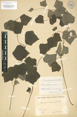 LE 01003944