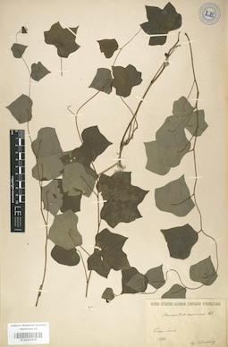 LE 01003945