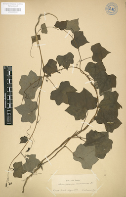 LE 01003946
