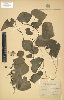LE 01003951