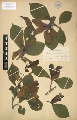 LE 01003964