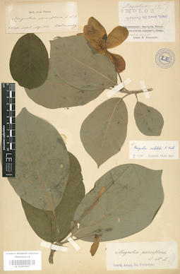 LE 01003965