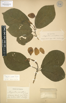 LE 01003966