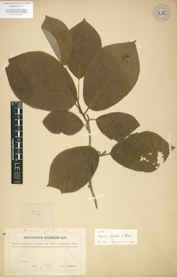 LE 01003967