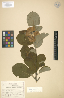 LE 01003971