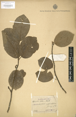 LE 01003974