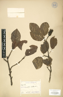 LE 01003975