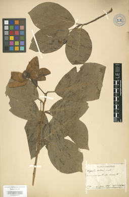 LE 01003977