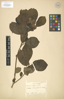 LE 01003978