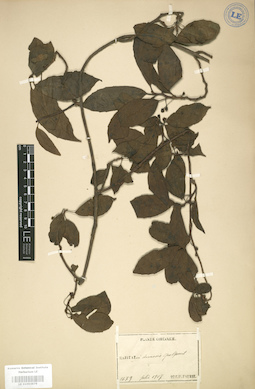 LE 01003979