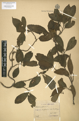 LE 01003981