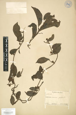 LE 01003982