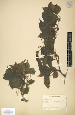 LE 01003983