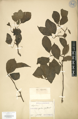 LE 01003984