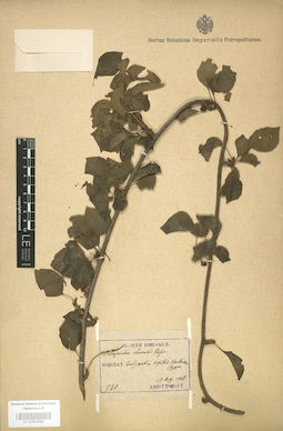 LE 01003985