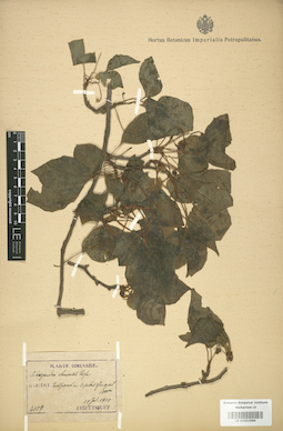 LE 01003986