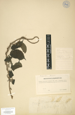 LE 01003988