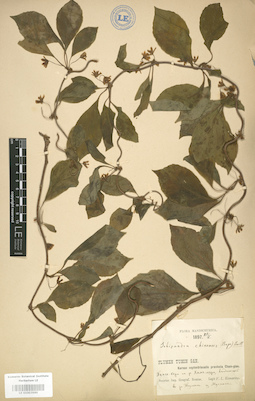 LE 01003989