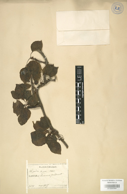 LE 01003990