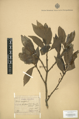 LE 01003993