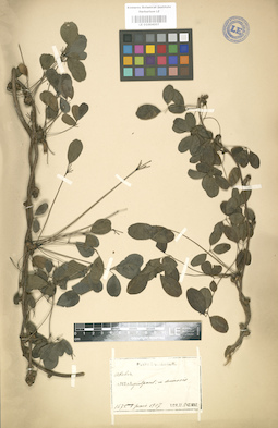 LE 01004007