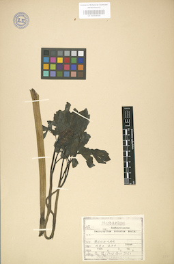 LE 01004018