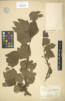 LE 01004025