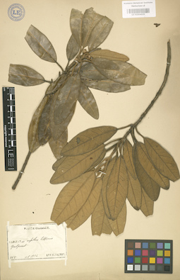 LE 01004031