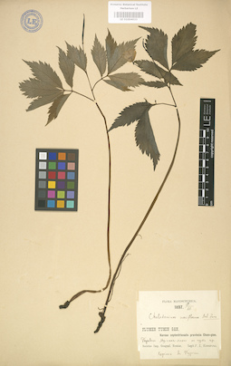 LE 01004033