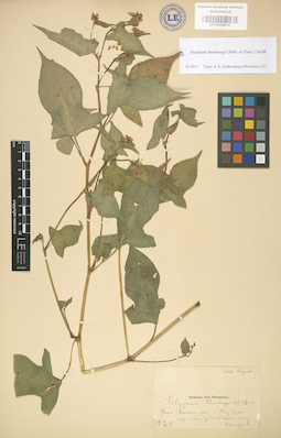 LE 01004035