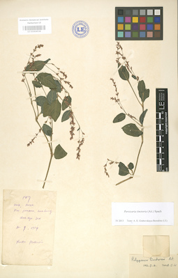LE 01004036