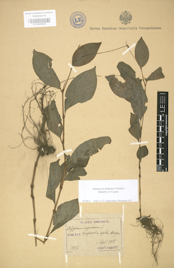 LE 01004038
