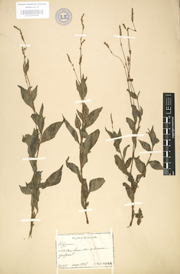 LE 01004048