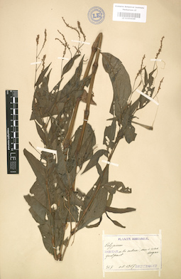 LE 01004049