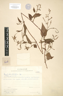 LE 01004054