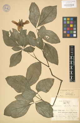 LE 01004104